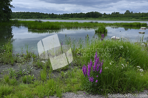 Image of a serene wetland landscape with a calm lake surrounded by lush g