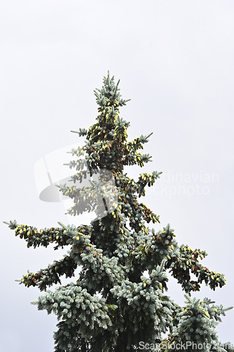 Image of the top of an evergreen tree, likely a blue spruce, with dense f