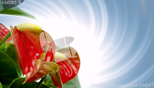 Image of Cala Lily 