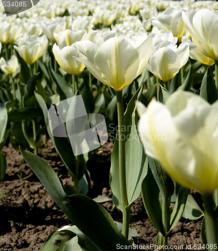 Image of Tulips