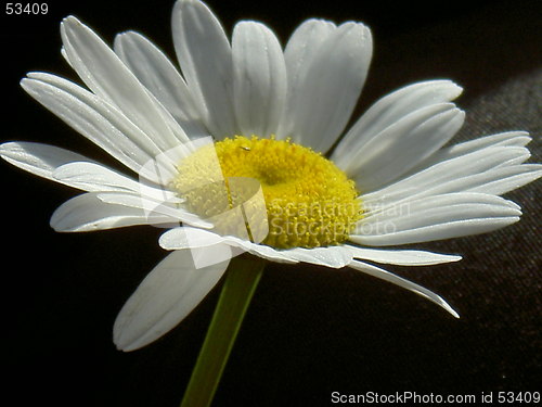 Image of daisy