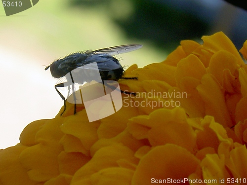 Image of fly