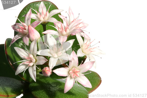 Image of Crassula ovata whith flowers,  known also as jade plant or money