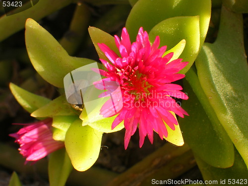 Image of Flower