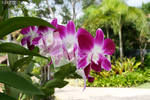 Image of Orchids