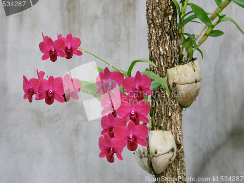 Image of Orchids