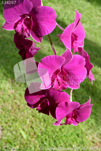 Image of Orchids