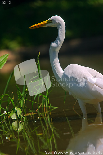 Image of Great Egret on a natural water garden setting