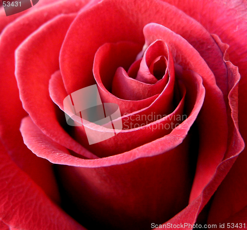 Image of Red rose