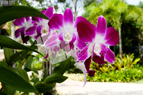 Image of Orchids