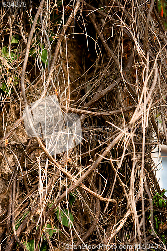 Image of Tree Branches