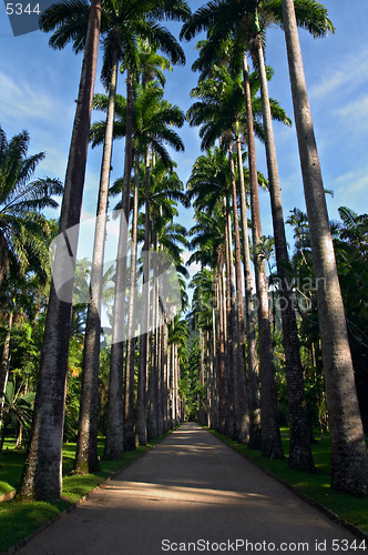 Image of botanical garden, Rio