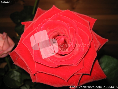 Image of Roses close-up