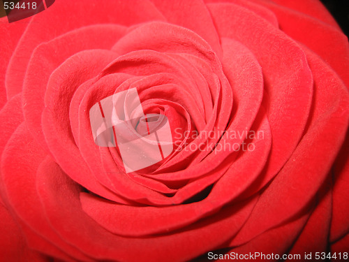 Image of Red rose