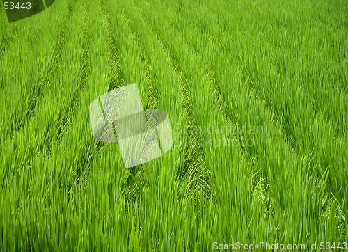 Image of Green Texture