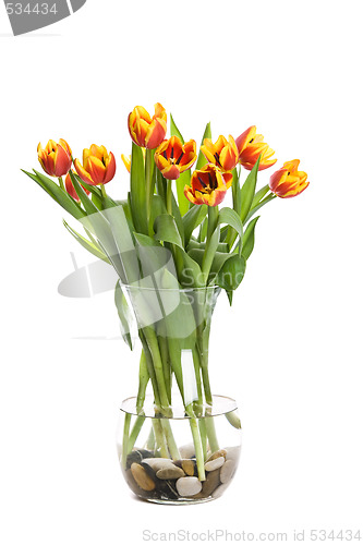 Image of Tulips