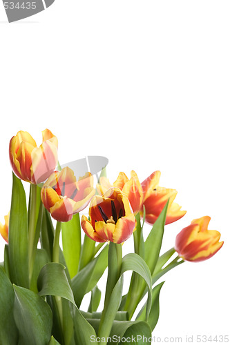 Image of Tulips