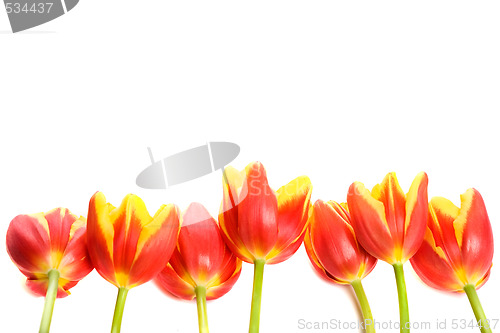 Image of Tulips