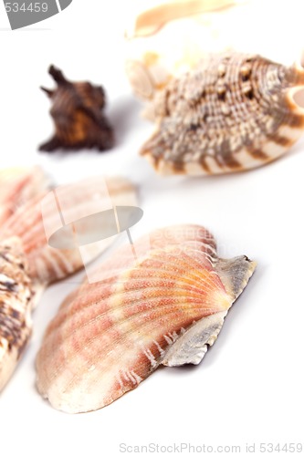 Image of shells on white background