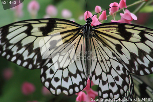 Image of Rice Paper butterfly (Idea leuconoe)