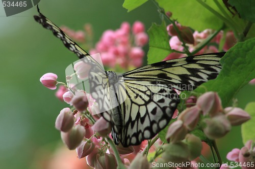 Image of Rice Paper butterfly (Idea leuconoe)