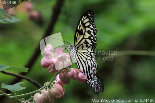 Image of Rice Paper butterfly (Idea leuconoe)