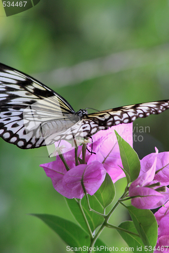 Image of Rice Paper butterfly (Idea leuconoe)