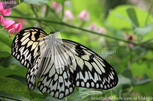 Image of Rice Paper butterfly (Idea leuconoe)