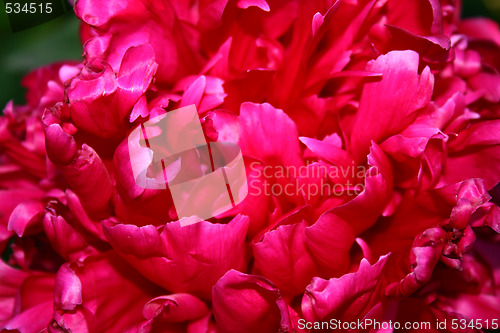 Image of Red flower