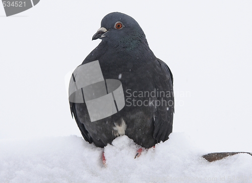 Image of Dove in the snow