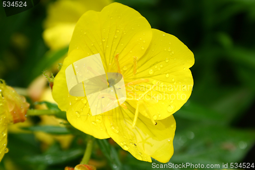 Image of Yellow flower