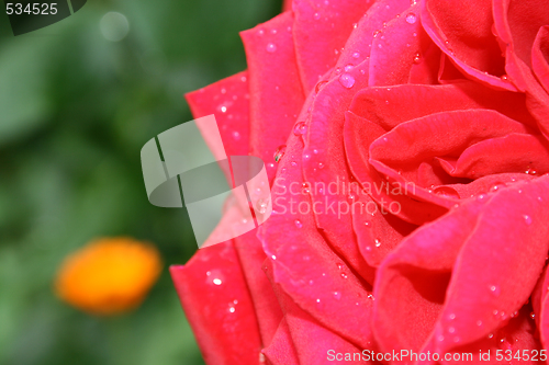 Image of Rose with water drops