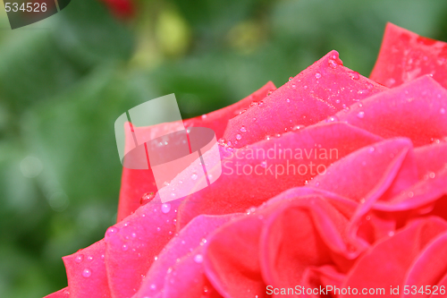 Image of Rose with water drops