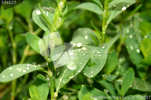 Image of Grass with water drops