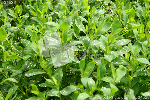 Image of Grass with water drops