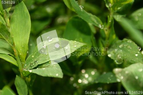 Image of Grass with water drops