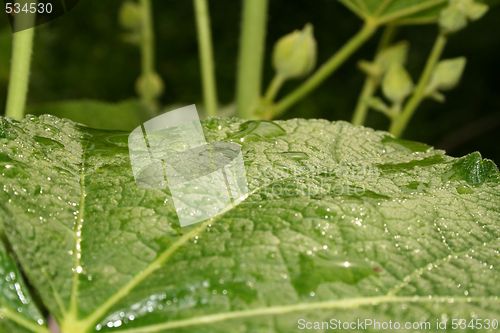 Image of leave with water drops