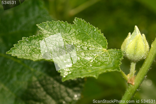 Image of leave with water drops