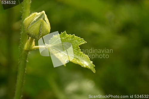 Image of leave with water drops