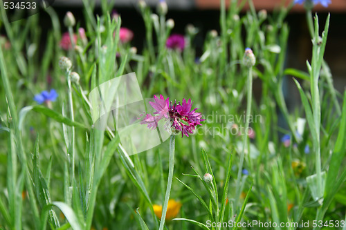 Image of Violet flower