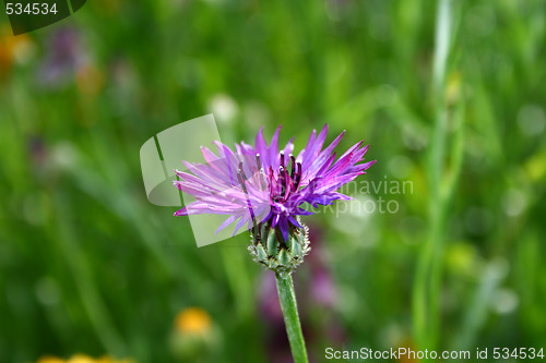 Image of Violet flower