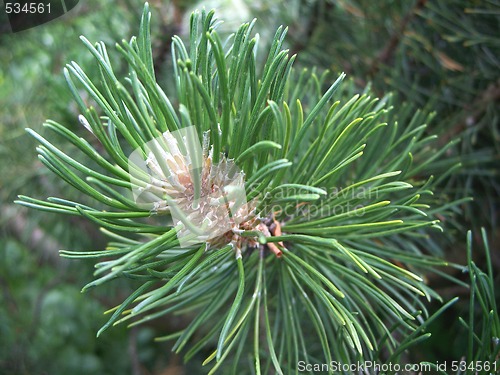 Image of Mountain Pine