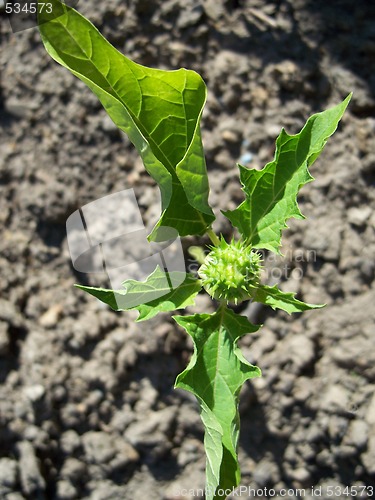 Image of Datura