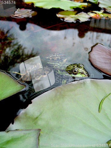 Image of Frog