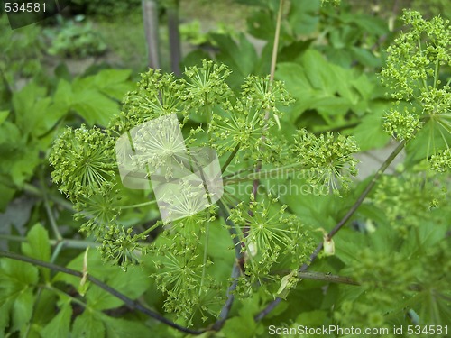 Image of Angelica