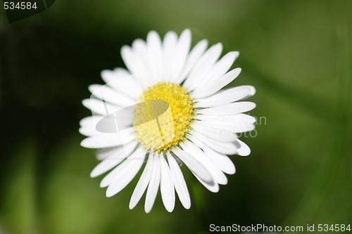 Image of Daisy