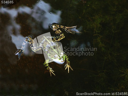 Image of Pool Frog