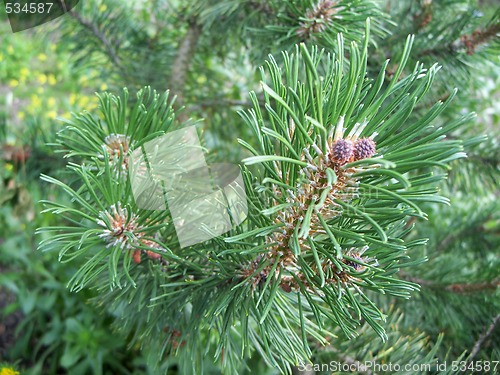 Image of Mountain Pine