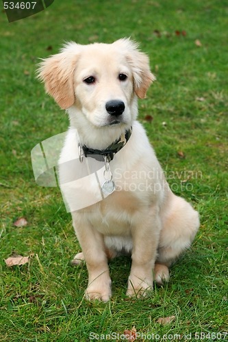 Image of Golden Retriever Puppy