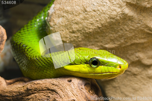 Image of Red Tailed Racer